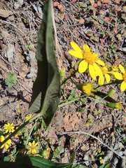 Senecio stauntonii