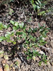 Distylium buxifolium