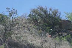 Aloe ferox