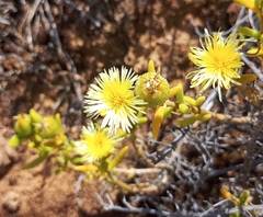 Mesembryanthemum nitidum