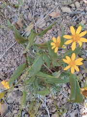 Senecio stauntonii