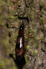 Dromius