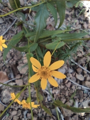 Senecio stauntonii