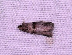 Acrobasis texana