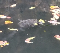 Trachemys scripta elegans