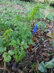 Apiaceae