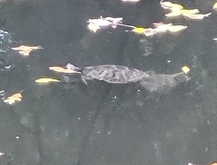 Trachemys scripta elegans