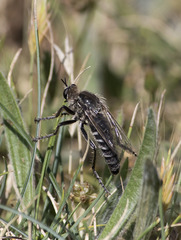 Dasypogon