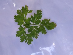 Apiaceae
