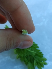 Apiaceae