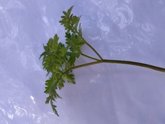 Apiaceae