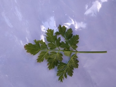 Apiaceae