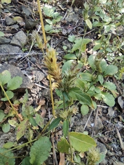 Lepidagathis incurva