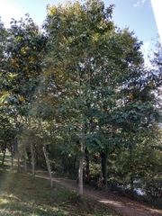 Quercus