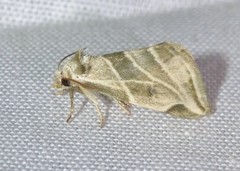 Plagiomimicus tepperi