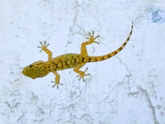 Tarentola mauritanica