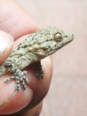 Tarentola mauritanica