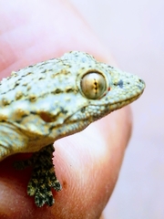 Tarentola mauritanica