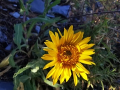 Grindelia greenmanii