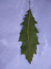Quercus