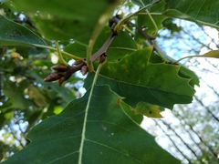 Quercus