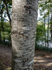Quercus