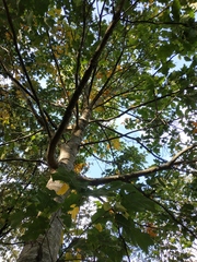 Quercus