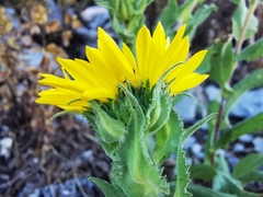 Grindelia greenmanii