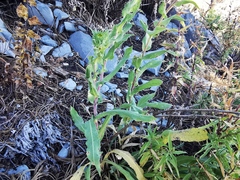 Grindelia greenmanii