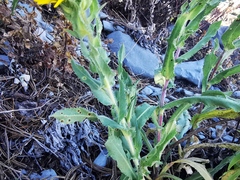 Grindelia greenmanii