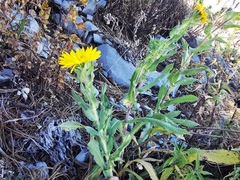 Grindelia greenmanii