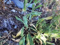 Grindelia greenmanii