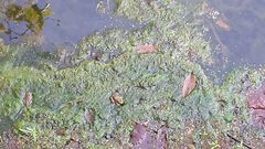 Lithobates catesbeianus