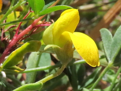 Crotalaria excisa