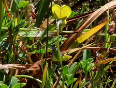 Crotalaria excisa