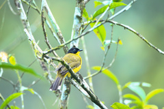 Rubigula melanicterus