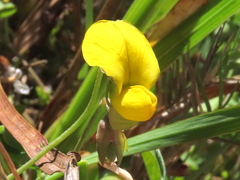 Crotalaria excisa