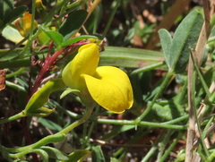 Crotalaria excisa