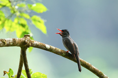 Hypsipetes ganeesa