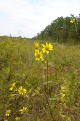 Helianthus schweinitzii