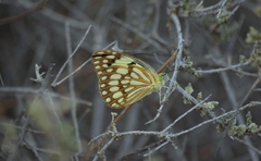 Colotis protomedia