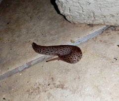 Limax conemenosi