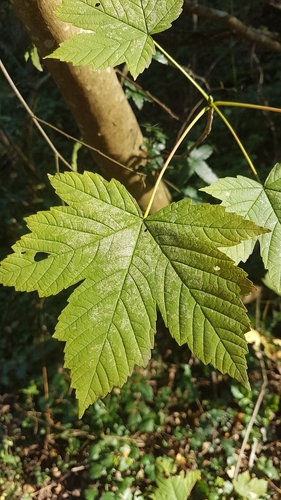 Acer pseudoplatanus iNat (3)