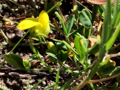 Crotalaria excisa
