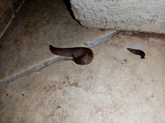 Limax conemenosi