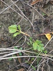 Glehnia littoralis leiocarpa