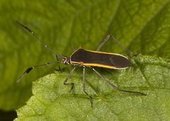 Plapigus circumcinctus