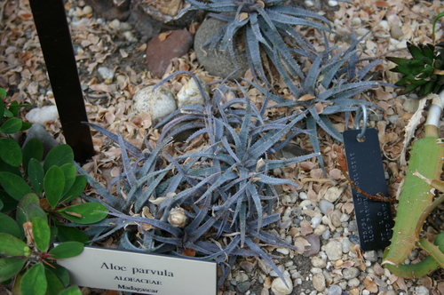 Aloe parvula