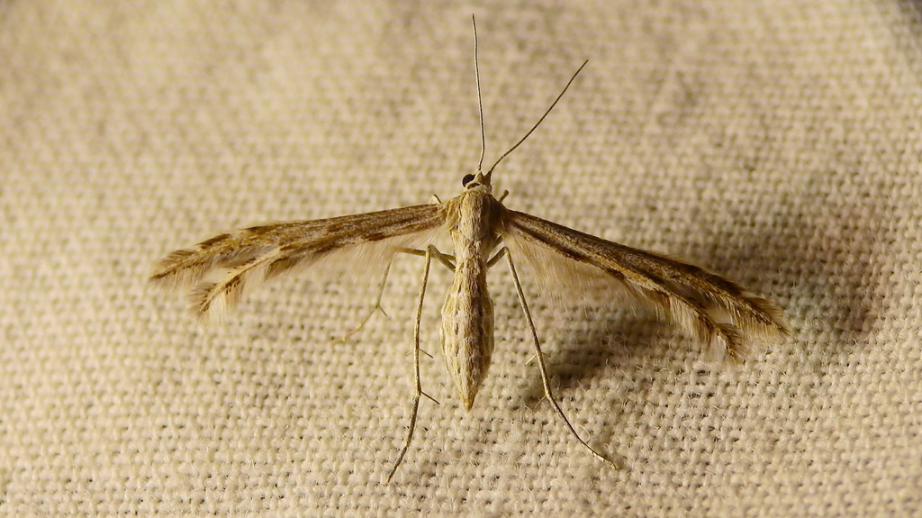 Singularia alternaria