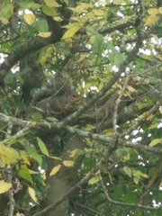 Sciurus carolinensis